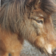 Horse photos