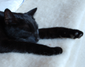 Misling
sleeps